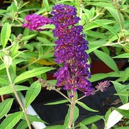 Buddleia davidii 'Attraction'