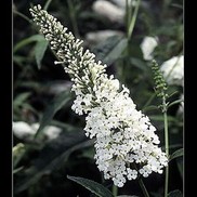 Buddleia davidii 'White Profusion'