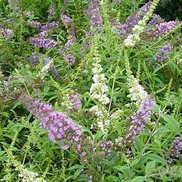 Buddleia davidii 'Tri - Color'