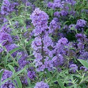 Buddleia davidii 'Nanho Blue'