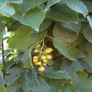 Celastrus scandens