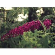 Buddleia davidii 'Royal Red'