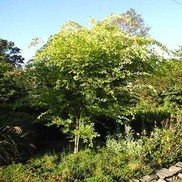 Ulmus parvafolia 'Golden Ray'
