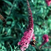 Buddleia davidii 'Pink Delight'