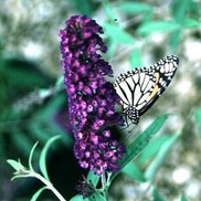 Buddleia davidii 'Black Knight'