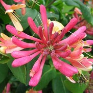 HONEYSUCKLE 'GOLDFLAME' 