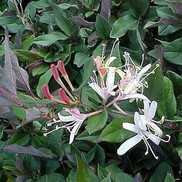 HONEYSUCKLE 'PURPLE LEAF' 