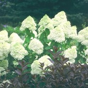 Hydrangea paniculata 'Limelight'
