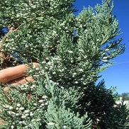 Juniperus virginiana 'Oklahoma Silver'