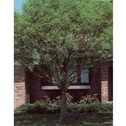 Salix matsudana umbraculifera 'Globe Willow'