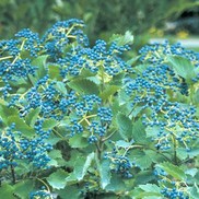 Viburnum dentatum 'Christom'