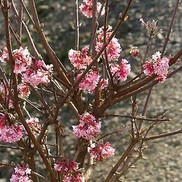 Viburnum x bodnantense 'Pink Dawn'