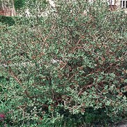 Viburnum carlesii 'Korean Spice'
