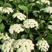 Viburnum dentatum 'Synnestvedt' 'Chicago Lustre&reg;'