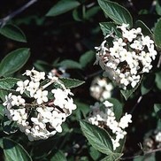 Viburnum x juddii 'Juddi'