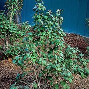 Viburnum lantana 'Mohican'
