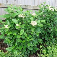 VIBURNUM 'WINTERTHUR'