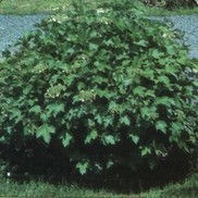 Viburnum opulus 'Nanum'