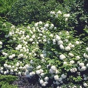 Viburnum opulus 'Roseum (V.o. 'Sterile')'