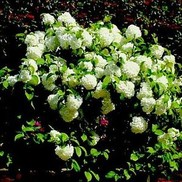 Viburnum plicatum 'Newzam'