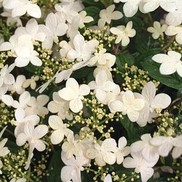 Viburnum plicatum 'Summer Snowflake'