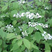 Viburnum plicatum 'tomentosum 'Mariesi''