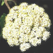 Viburnum rhytidophyllum 'Leatherleaf'