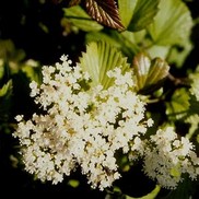 Viburnum dentatum 'J.N. Select'