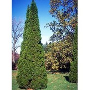 ARBORVITAE 'EMERALD GREEN'
