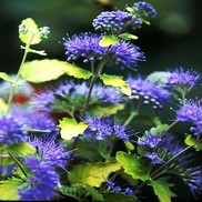 BLUEBEARD SUNSHINE BLUE