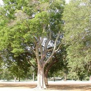 Celtis occidentalis 'Northern Hackberry'