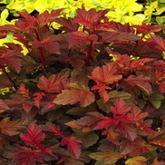 Physocarpus opulifolius ''Mindia'