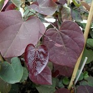 REDBUD 'FOREST PANSY'