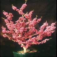 REDBUD 'DON EGOLF MINITURE'
