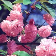 Prunus serrulata 'Kwansan'
