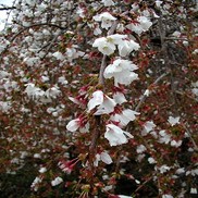 Prunus hybrid 'Snofozan'