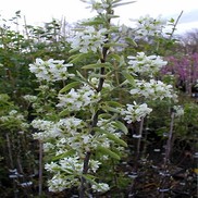 SERVICEBERRY 'RAINBOW PILLAR'