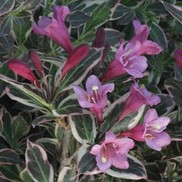 Weigela florida 'Elvera'