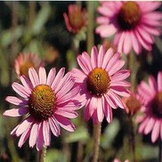 CONEFLOWER 'PIXIE MEADOWBRITE'