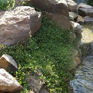 Muehlenbeckia axillaris