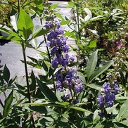 Vitex agnus-castus 'Abbeville Blue'