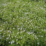 Pratia pedunculata