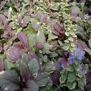 Ajuga repans 'Burgundy Glow'
