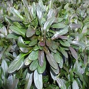 Ajuga repans 'Chocolate Chip'