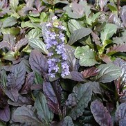 Ajuga repans 'Bronze'