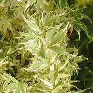 Acer palmatum 'Butterfly'