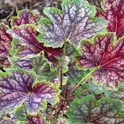 Heuchera hybrid 'Beauty of Color'