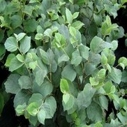 Fothergilla major 'Blue Shadow'