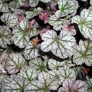 Heuchera hybrid 'Silver Scrolls'