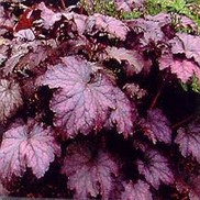 Heuchera hybrid 'Amethyst Mist'